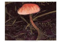 Forest Floor II Framed Print