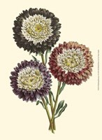 Blushing Blossoms I Fine Art Print