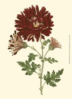 Blushing Blossoms III Fine Art Print