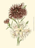 Blushing Blossoms IV Fine Art Print