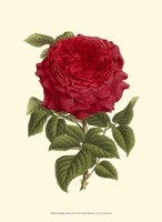 Magnificent Rose II Fine Art Print