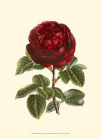 Magnificent Rose III Fine Art Print