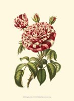 Magnificent Rose VI Fine Art Print