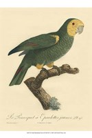 Small Barraband Parrot PL 98 (IP) Fine Art Print