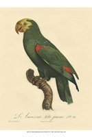 Small Barraband Parrot PL 86 (IP) Fine Art Print
