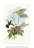 Single Gould Hummingbird (IP) II Fine Art Print