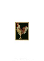 Single Rooster (IP) II Fine Art Print