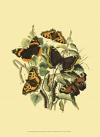 Small Butterfly Gathering II Fine Art Print