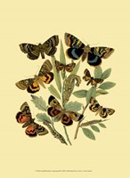 Small Butterfly Gathering III Fine Art Print