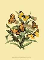 Small Butterfly Gathering IV Fine Art Print