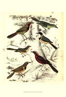 Small Avian Habitat III (P) Fine Art Print
