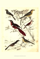 Small Avian Habitat IV (P) Fine Art Print