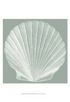 Seabreeze Shells II (P) Fine Art Print