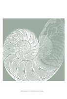 Seabreeze Shells IV (P) Fine Art Print