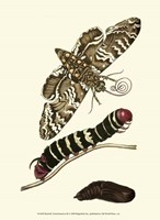 Butterfly Transformation III Fine Art Print