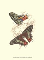 Butterflies IV Fine Art Print