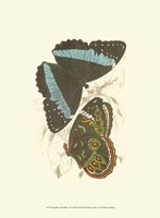 Butterflies VI Fine Art Print