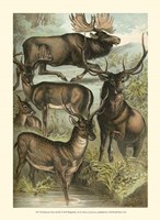 Johnson's Deer & Elk Fine Art Print