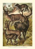 Johnson's Deer Fine Art Print