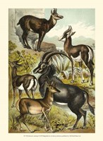Johnson's Antelope Fine Art Print