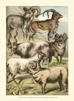 Johnson's Sheep Fine Art Print