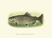 River Trout I Fine Art Print