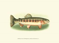 River Trout II Fine Art Print