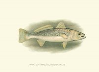 River Trout IV Fine Art Print