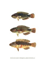 Fish of the Coral Reef I Fine Art Print