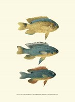 Fish of the Coral Reef II Fine Art Print