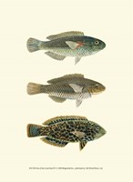 Fish of the Coral Reef IV Fine Art Print