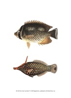 Fish of the Coral Reef V Fine Art Print