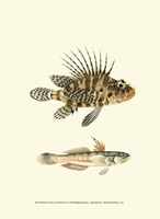 Fish of the Coral Reef VI Fine Art Print