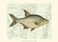 Freshwater I Fine Art Print