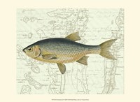 Freshwater II Fine Art Print