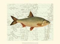 Freshwater III Fine Art Print