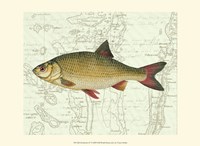 Freshwater IV Fine Art Print