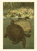 Pond Turtles Fine Art Print