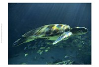 Aegean Sea Turtles I by Vision Studio - 19" x 13"