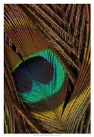 Peacock Feathers II Fine Art Print