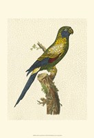 Crackled Antique Parrot I Fine Art Print