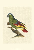 Crackled Antique Parrot II Fine Art Print