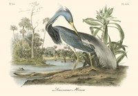 Louisiana Heron Fine Art Print