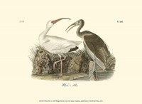 White Ibis Fine Art Print