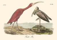 Scarlet Ibis Fine Art Print