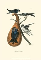 Purple Martin Fine Art Print