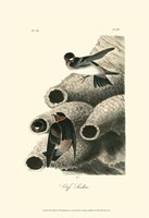 Cliff Swallow Fine Art Print