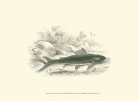 Lizars' Game Fish I Fine Art Print