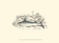 Lizars' Game Fish IV Fine Art Print