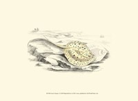 Lizars' Stingray I Fine Art Print